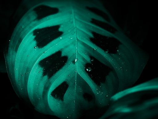 Grüne Blattstruktur mit Wassertropfen und dunklem Hintergrund.